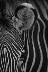 Fototapeta na wymiar Mono close-up of ear of Grevy zebra