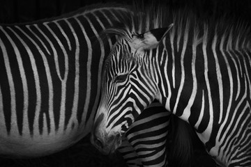 Fototapeta na wymiar Mono close-up of Grevy zebra foal head
