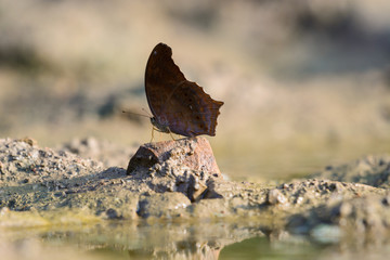 Close up butterflie on soil.