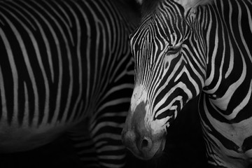 Fototapeta na wymiar Mono close-up of Grevy zebra closing eyes