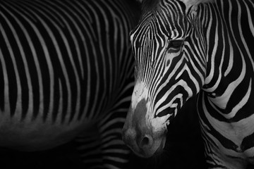 Fototapeta na wymiar Mono close-up of Grevy zebra beside another