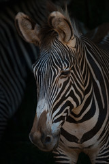Fototapeta na wymiar Close-up of Grevy zebra head looking down