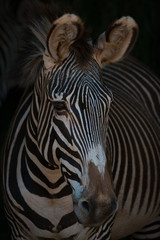 Fototapeta na wymiar Close-up of Grevy zebra head looking out