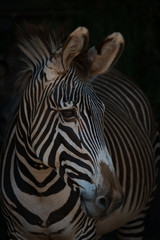 Fototapeta na wymiar Close-up of Grevy zebra with turned head