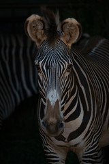 Close-up of Grevy zebra head and shoulders