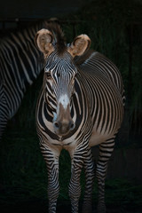 Close-up of Grevy zebra head and body