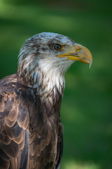 Close-up of bald eagle head and neck