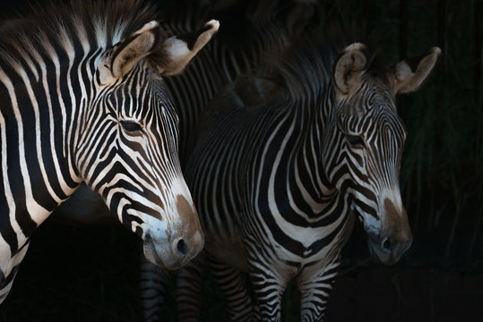 Fototapeta Close-up of Grevy zebra mother by foal
