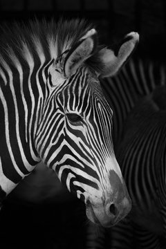 Fototapeta Close-up of Grevy zebra head beside others