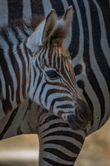 Fototapeta na wymiar Close-up of Grevy zebra foal beside mother
