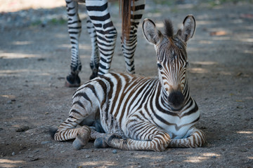 Close-up of Grevy zebra lying by mother