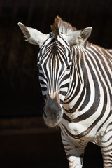 Close-up of Grevy zebra standing in sunshine