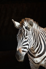Fototapeta na wymiar Close-up of Grevy zebra standing in sunlight