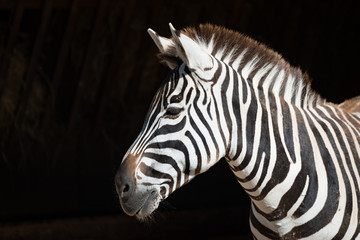 Close-up of Grevy zebra with head turned