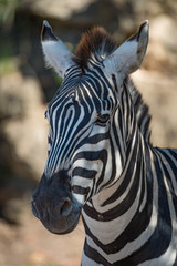 Close-up of Grevy zebra in dappled sunlight