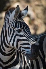 Fototapeta na wymiar Close-up of Grevy zebra in dappled sunshine