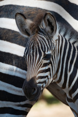 Fototapeta na wymiar Close-up of Grevy zebra foal by mother