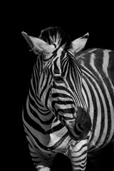 Fototapeta na wymiar Mono close-up of Grevy zebra looking round