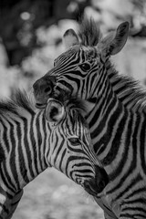 Fototapeta na wymiar Mono close-up of Grevy zebra nuzzling another