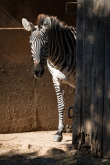 Grevy zebra standing by sunny barn door