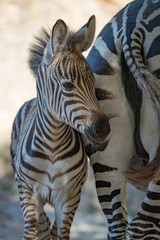 Close-up of baby Grevy zebra by mother