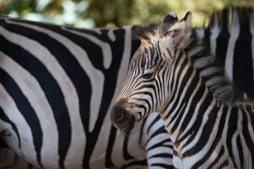 Fototapeta na wymiar Close-up of baby Grevy zebra beside mother