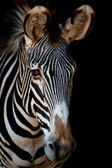 Close-up of Grevy zebra with darkness behind