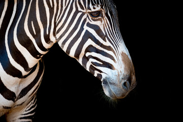 Close-up of Grevy zebra head and neck
