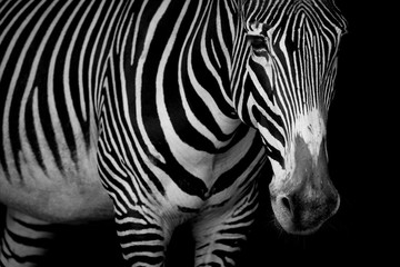 Fototapeta na wymiar Mono close-up of Grevy zebra looking at camera