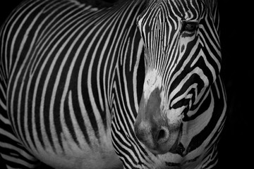 Fototapeta na wymiar Mono close-up of Grevy zebra with turned head