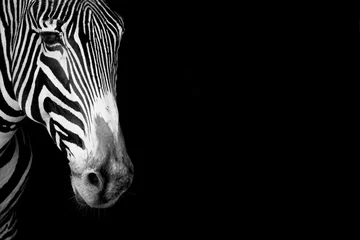 Foto op Canvas Close-up van Grevy-zebrakop in mono © Nick Dale