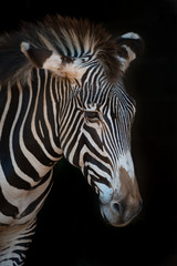 Fototapeta na wymiar Close-up of Grevy zebra with drooping head