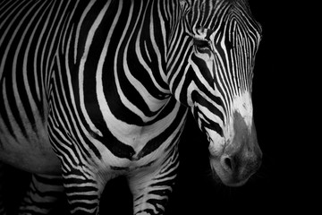 Obraz na płótnie Canvas Mono close-up of Grevy zebra looking downwards