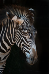 Close-up of Grevy zebra with lowered head