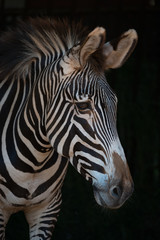 Fototapeta na wymiar Close-up of Grevy zebra head in darkness