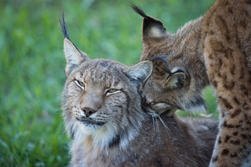 Close-up of lynx nibbling another in shadows © Nick Dale