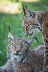 Close-up of two lynx in shady grass