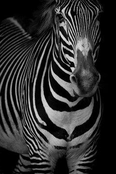 Fototapeta Mono close-up of Grevy zebra lifting head