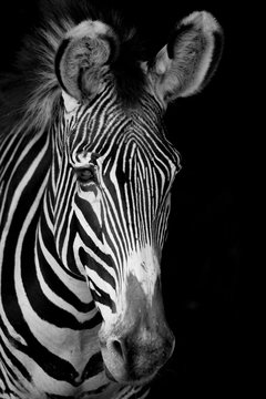 Fototapeta Mono close-up of Grevy zebra facing forward