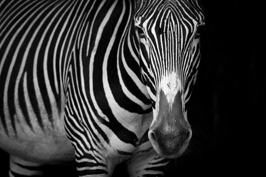 Fototapeta Mono close-up of Grevy zebra standing staring