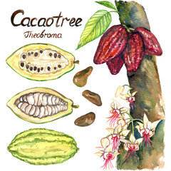 Cacao tree (theobroma) with flowers and ripe beans, sliced bean, isolated hand painted watercolor illustration and inscription