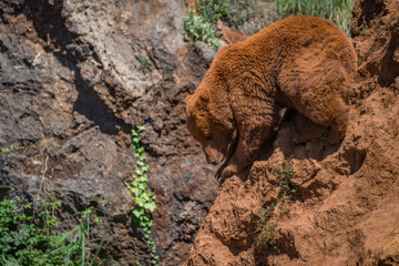 Naklejka premium Brown bear perched on steep red rock