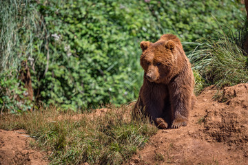 Brown bear sits on rock in undergrowth