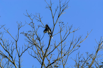 Oriental pied hornbill (Anthracoceros albirostris)
