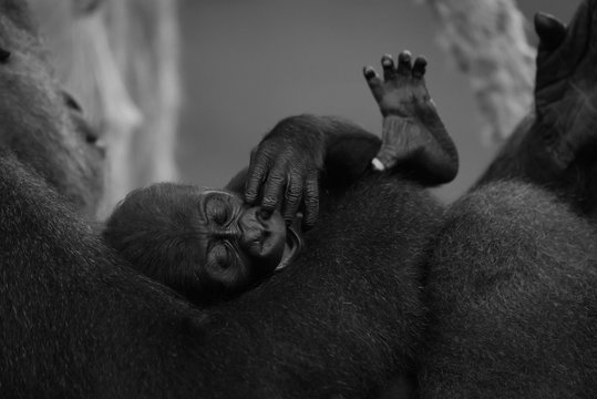 Mono baby gorilla in arms of mother