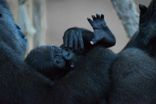Baby gorilla lying in lap of mother