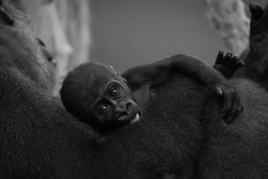 Mono baby gorilla held by sitting mother