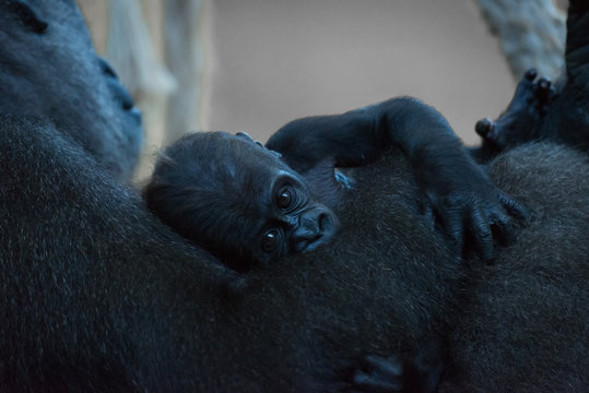 Baby gorilla held in arms of mother