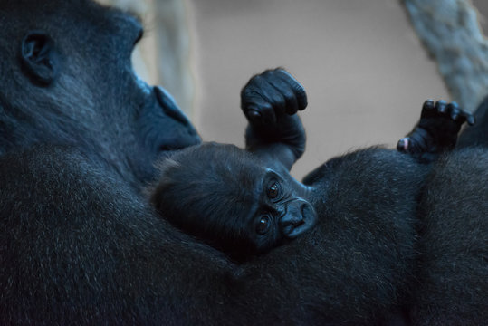 Baby gorilla in arms of seated mother