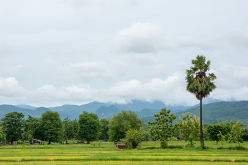 Obraz premium Countryside